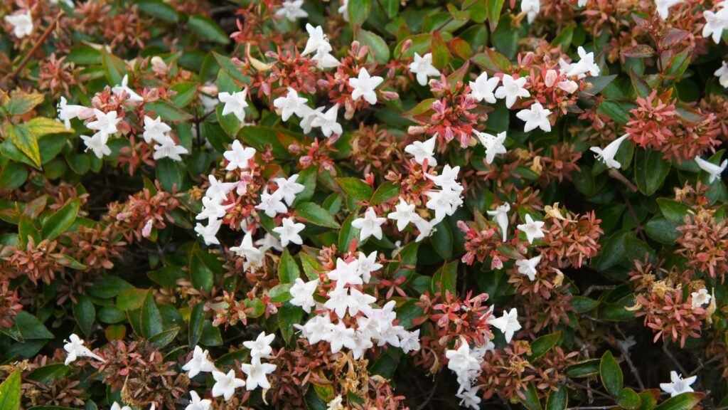 How to Plant, Grow, and Care For ‘Ruby Anniversary’ Abelia