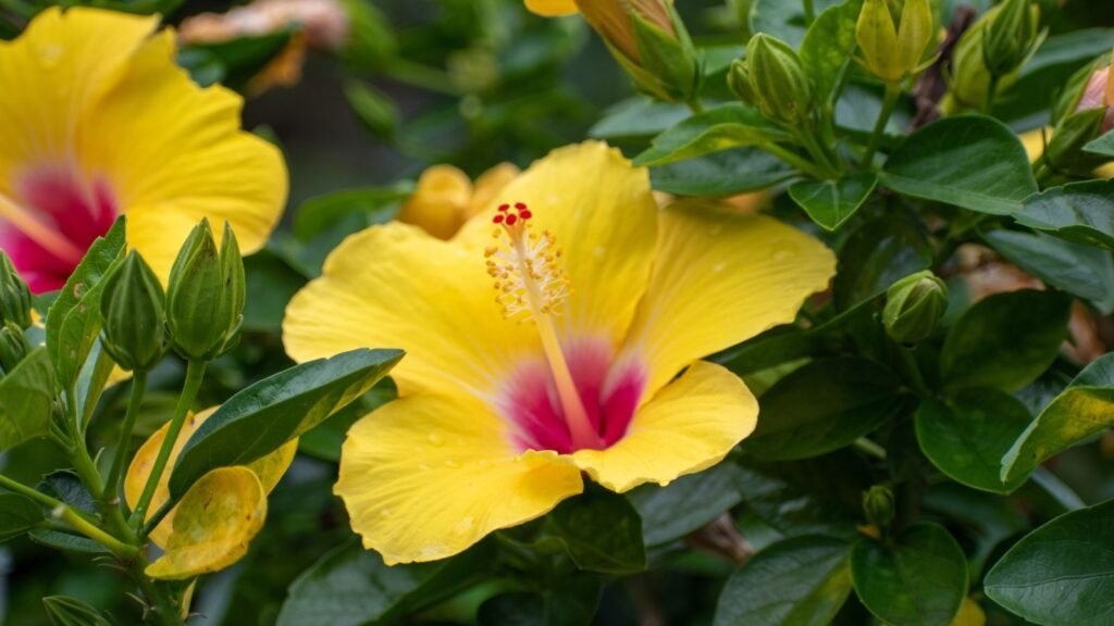 9 Key Tips for Overwintering Hibiscus Plants