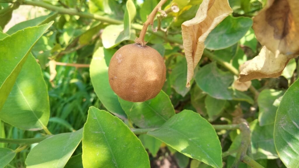 7 Causes of Dry Lime Fruit