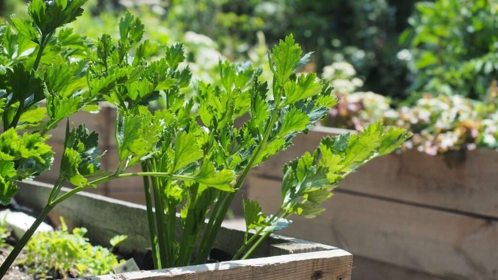 5 Tips For Growing Celery in Raised Beds