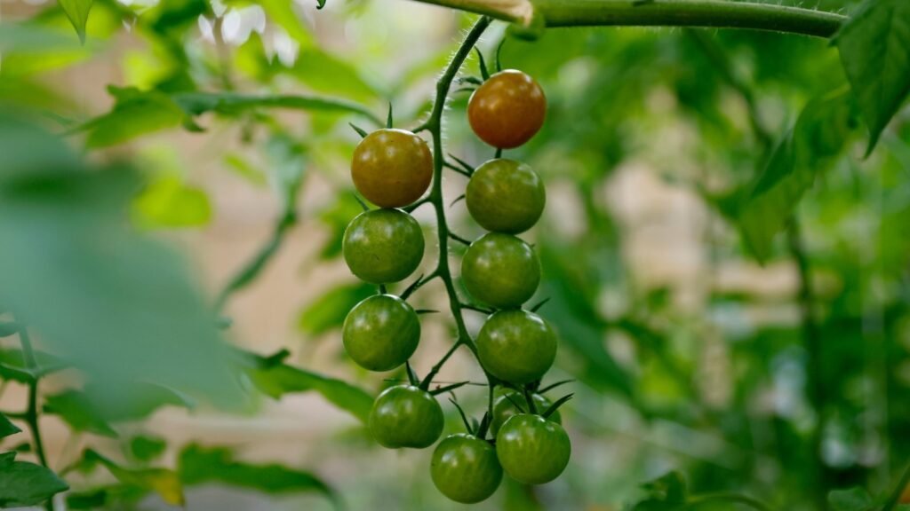 7 Reasons Why You Shouldn’t Vine Ripen Your Tomatoes