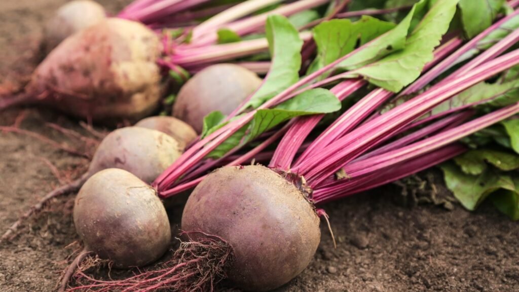 When to Harvest Beets for The Best Flavor
