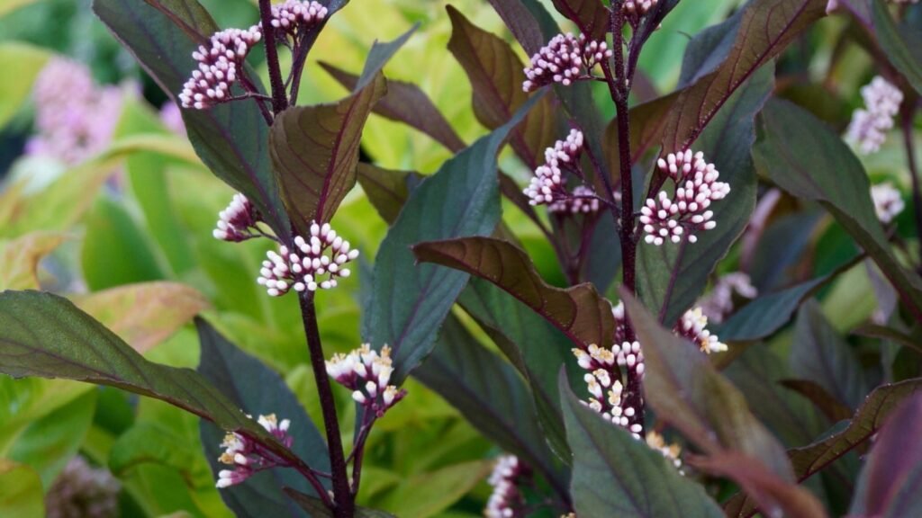 How to Plant, Grow, and Care For Pearl Glam Beautyberry