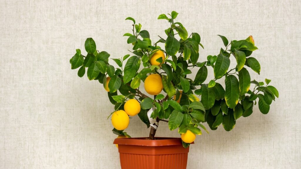 7 Reasons Your Potted Lemon Tree is Dying and How to Save it