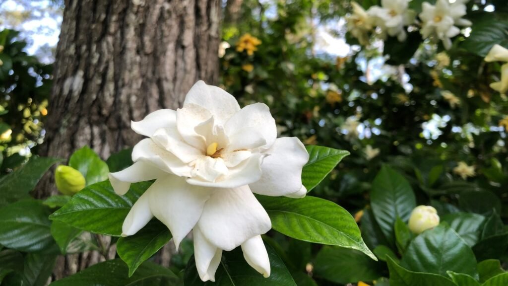 How to Keep Your Gardenia Alive Year Round: Pro Advice and Tips
