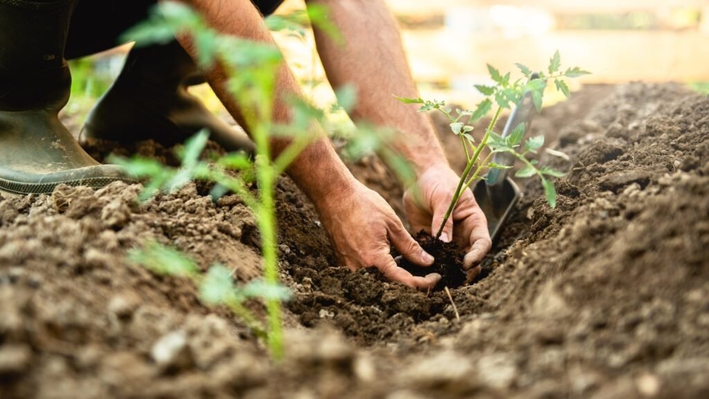 What’s the Best Way to Transplant Tomatoes? 3 Methods Put to the Test