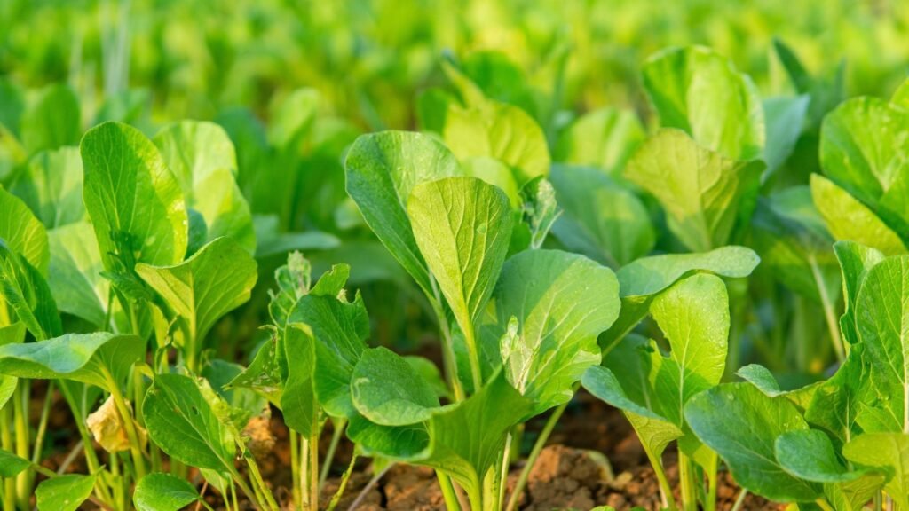 15 Mustard Green Varieties You Can Plant in Fall