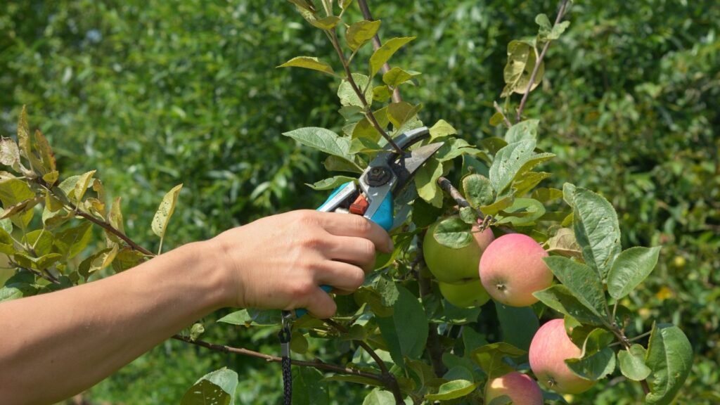 11 Plants You Should Always Cut Back in December