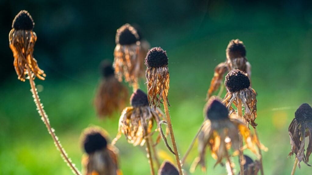 7 Ways to Encourage Your Favorite Plants to Self-Sow