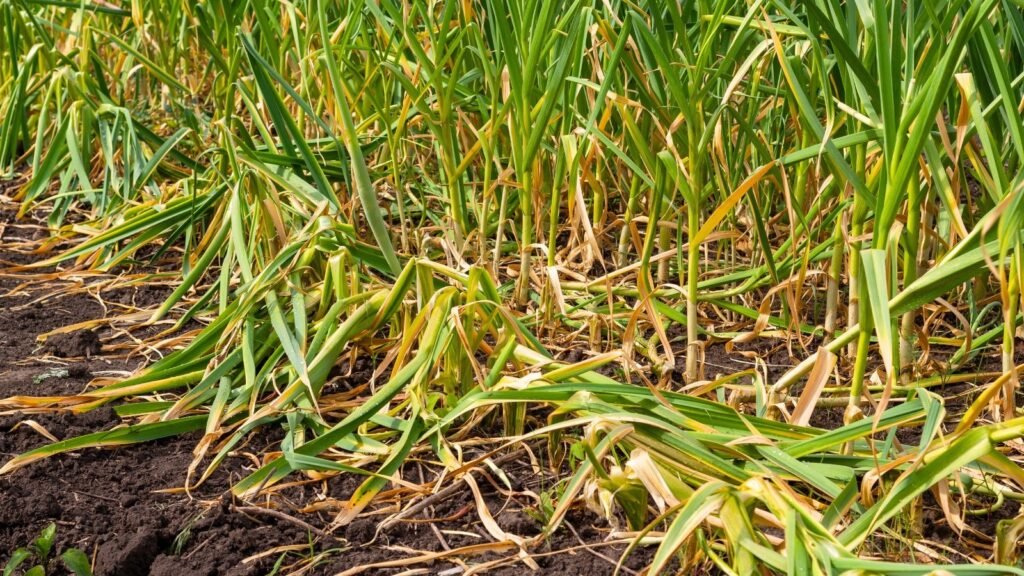 15 Garlic Growing Problems To Watch For