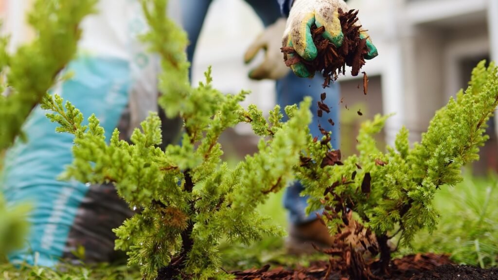 9 Ways to Protect Vulnerable Perennial Plants from Winter Damage