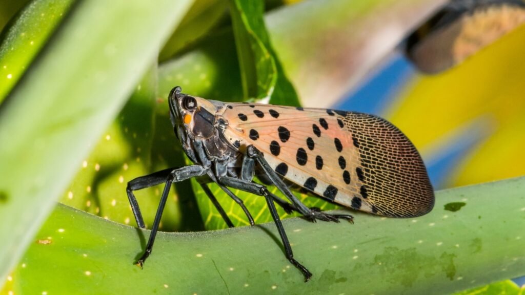How to ID and Manage Them in the Garden