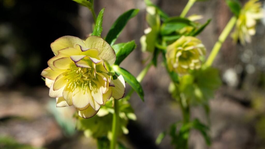 When do Hellebores Bloom?