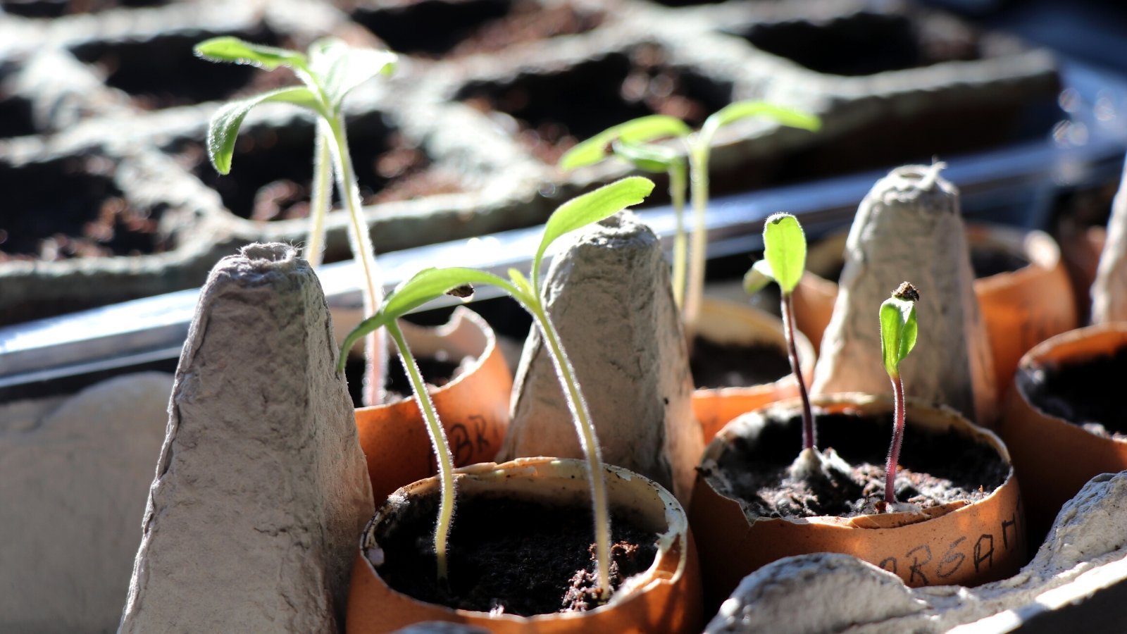 Are Eggshells Good or Bad for Tomatoes?