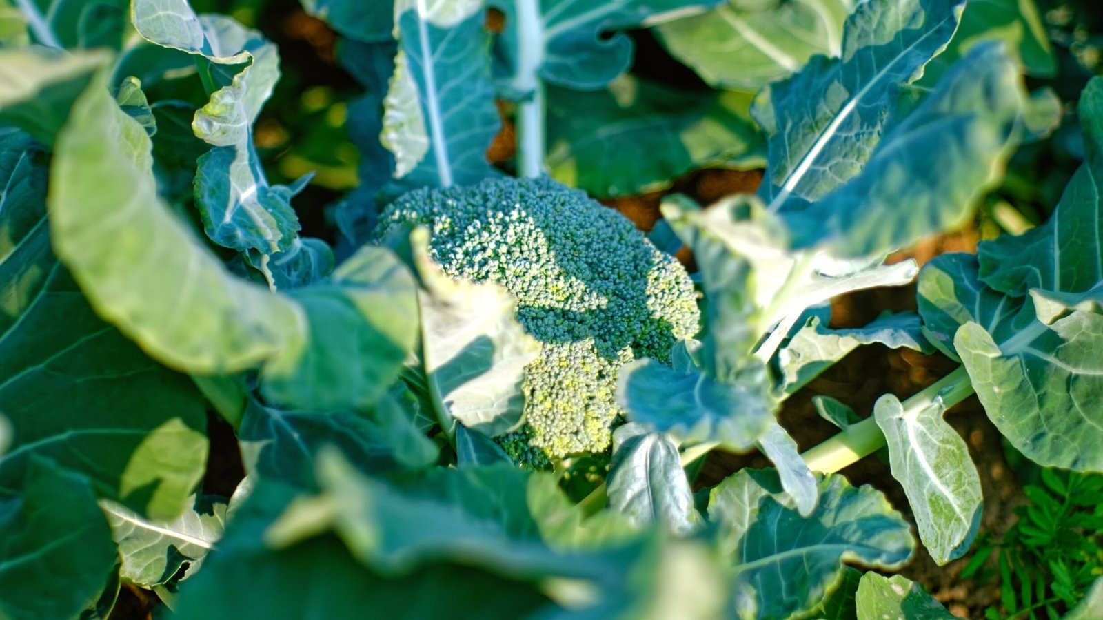 21 Crops to Plant in August for Fall Harvests