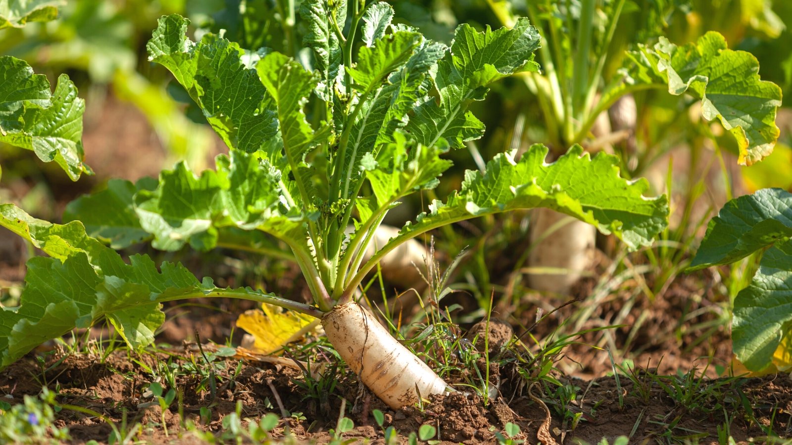 17 Vegetables to Plant Right Now for a Fall Harvest