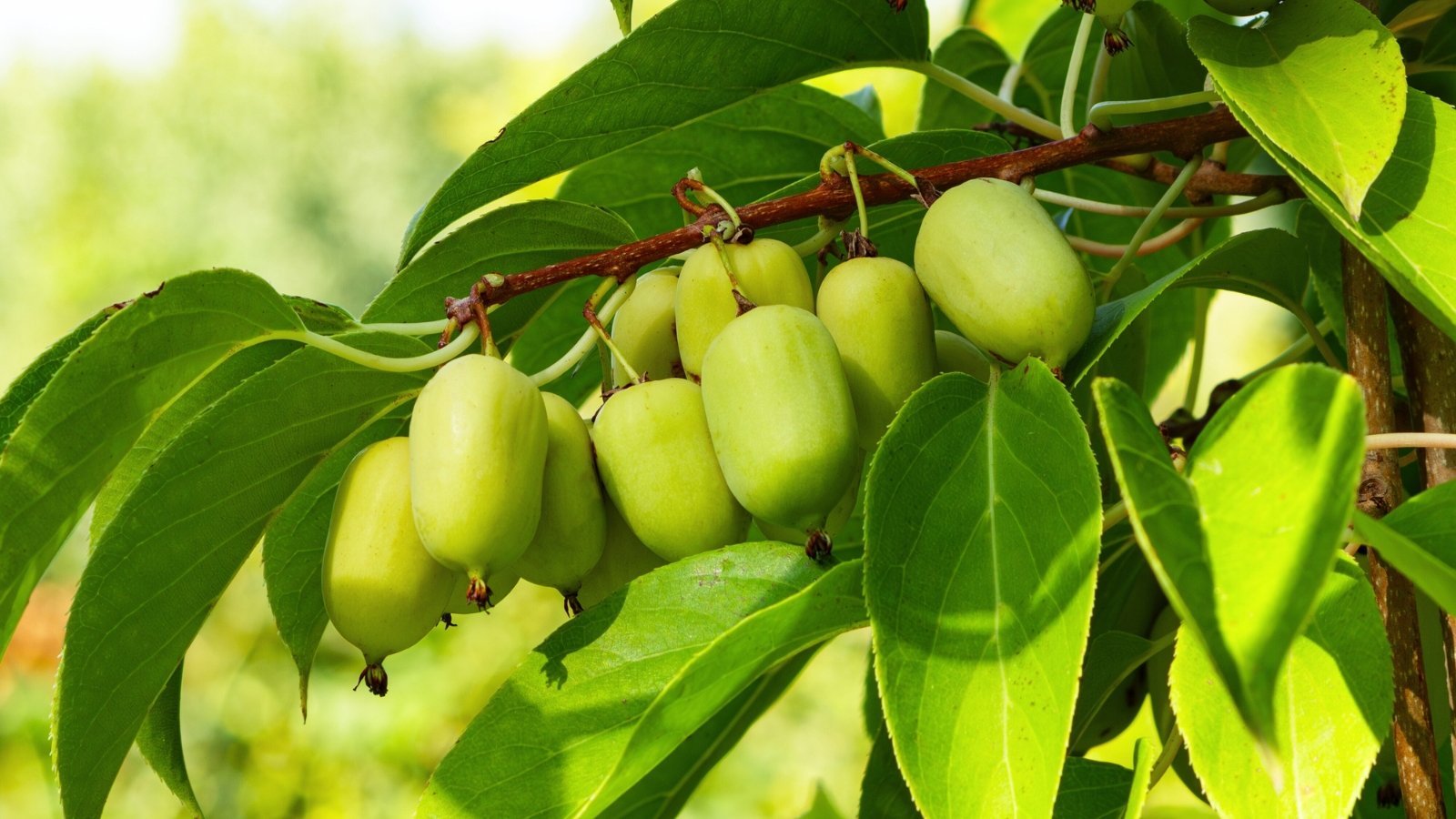 How to Plant, Grow, and Care for ‘Prolific’ Hardy Kiwi Vines