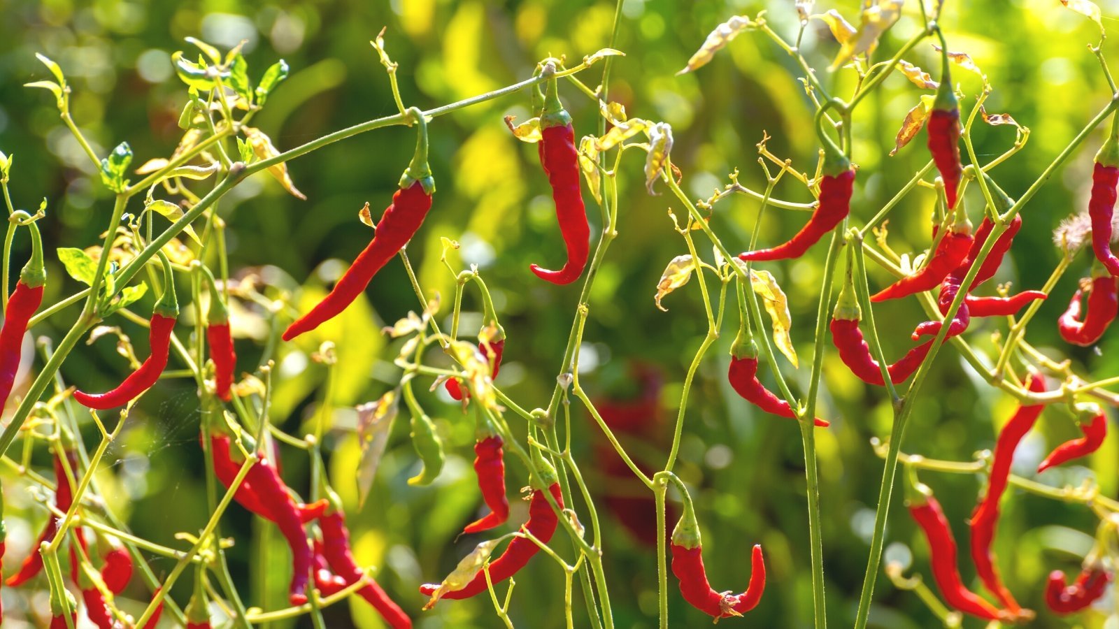 27 Heat Resistant Vegetables for Warm Climates