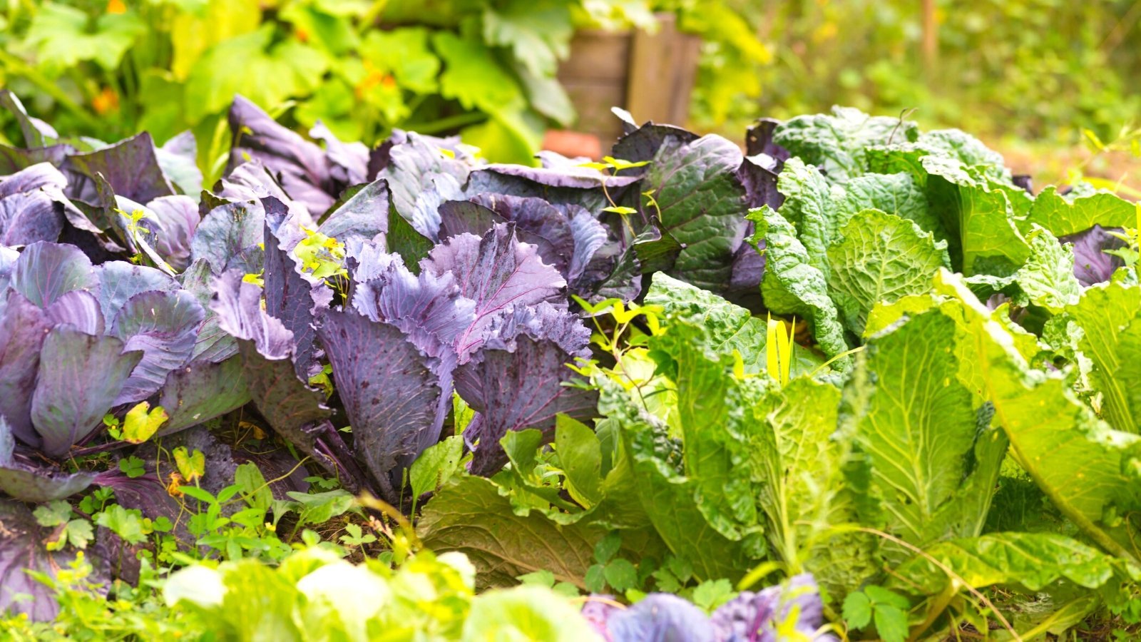 15 Tips For Bigger Brassica Harvests This Season