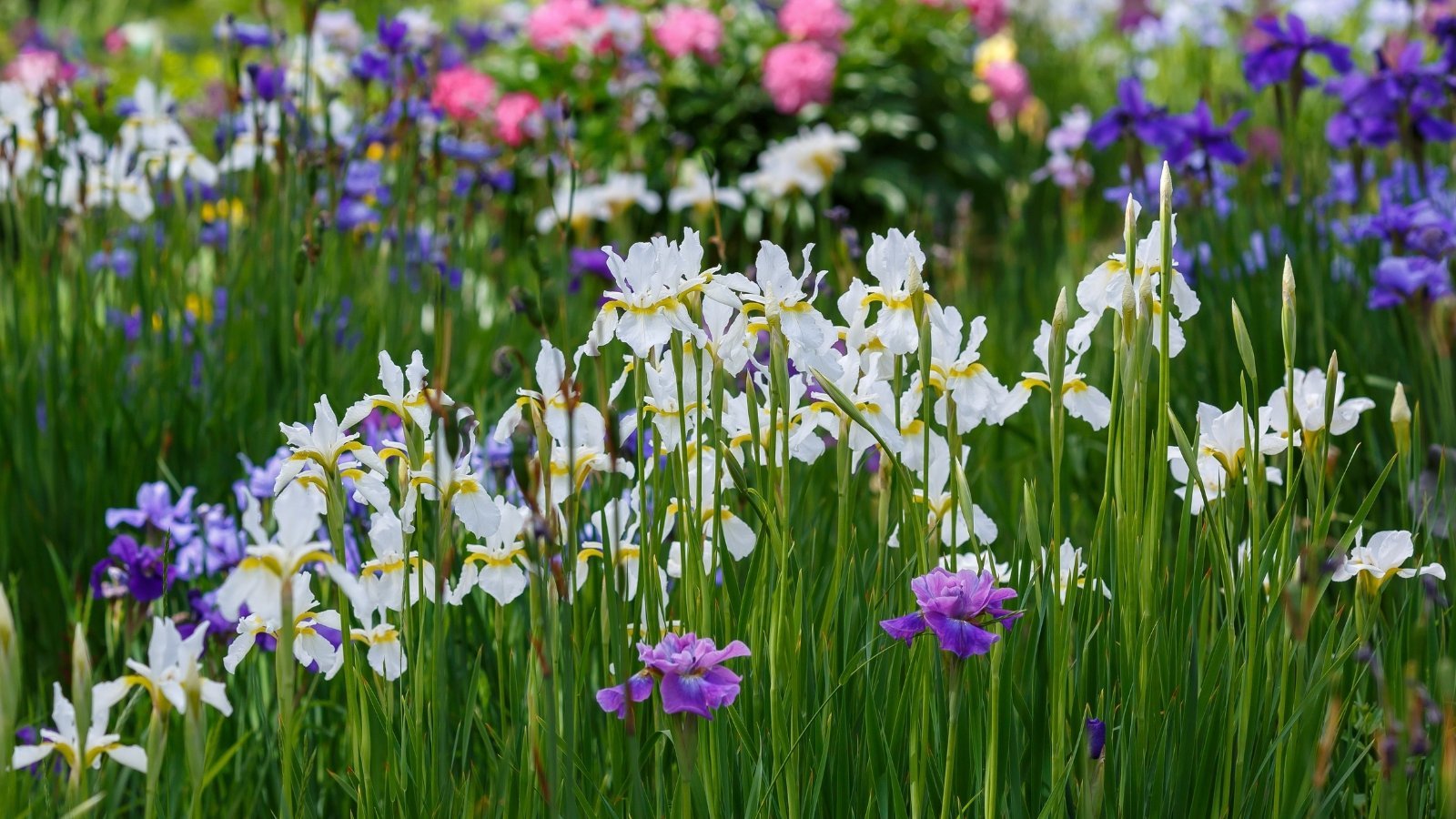 How to Divide and Replant Irises for Healthy Blooms
