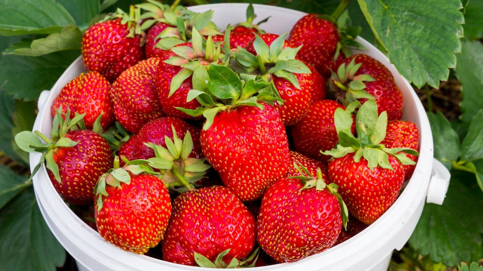 8 Secrets to Huge, Juicy Garden Strawberries