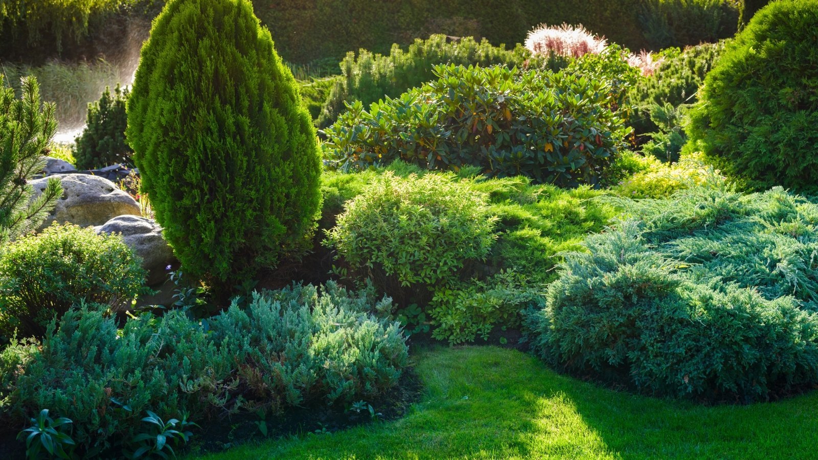 27 Evergreen Shrubs That Look Good Year-Round