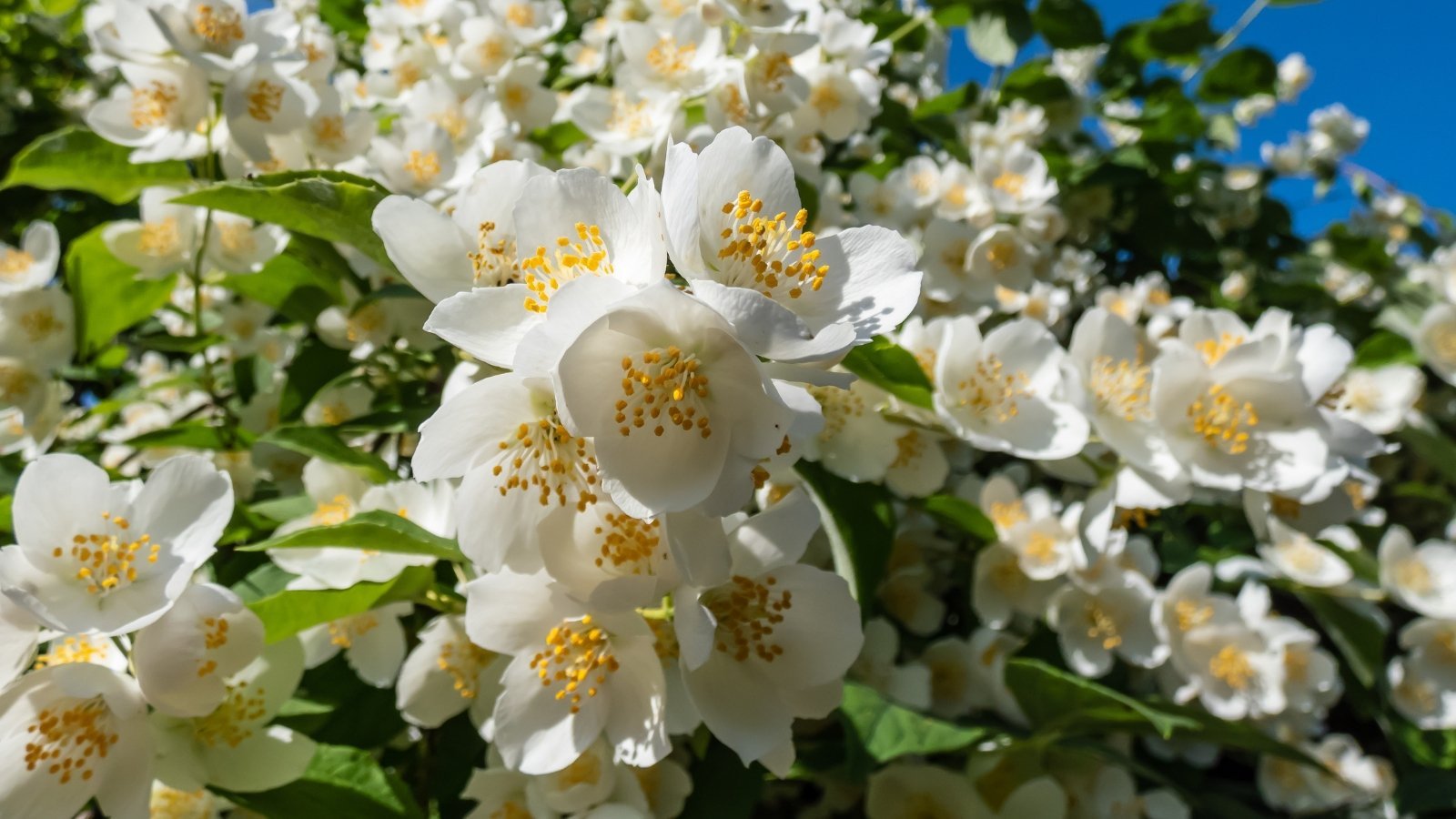 How to Plant, Grow, and Care for Mock Orange