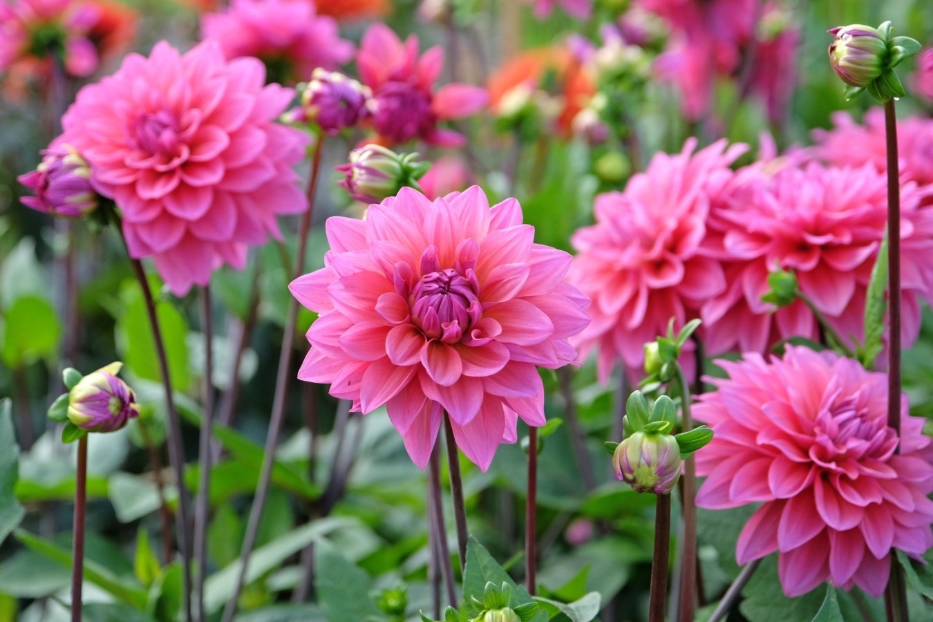 15 Flowers To Plant in April
