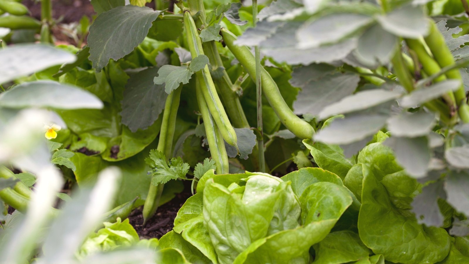 35 Companion Plants to Grow With Beans This Season