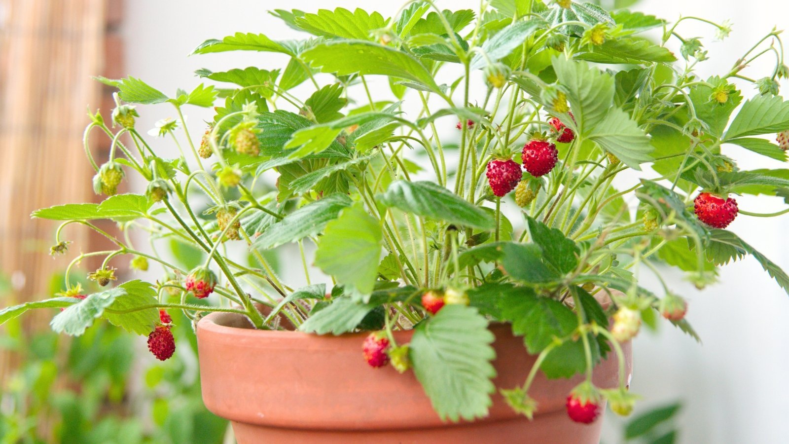 15 Compact Berry Plants That Grow Well in Containers