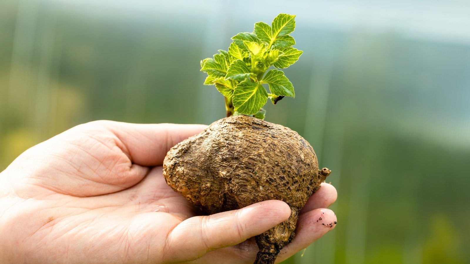 Should You Pre-Sprout Dahlia Bulbs?