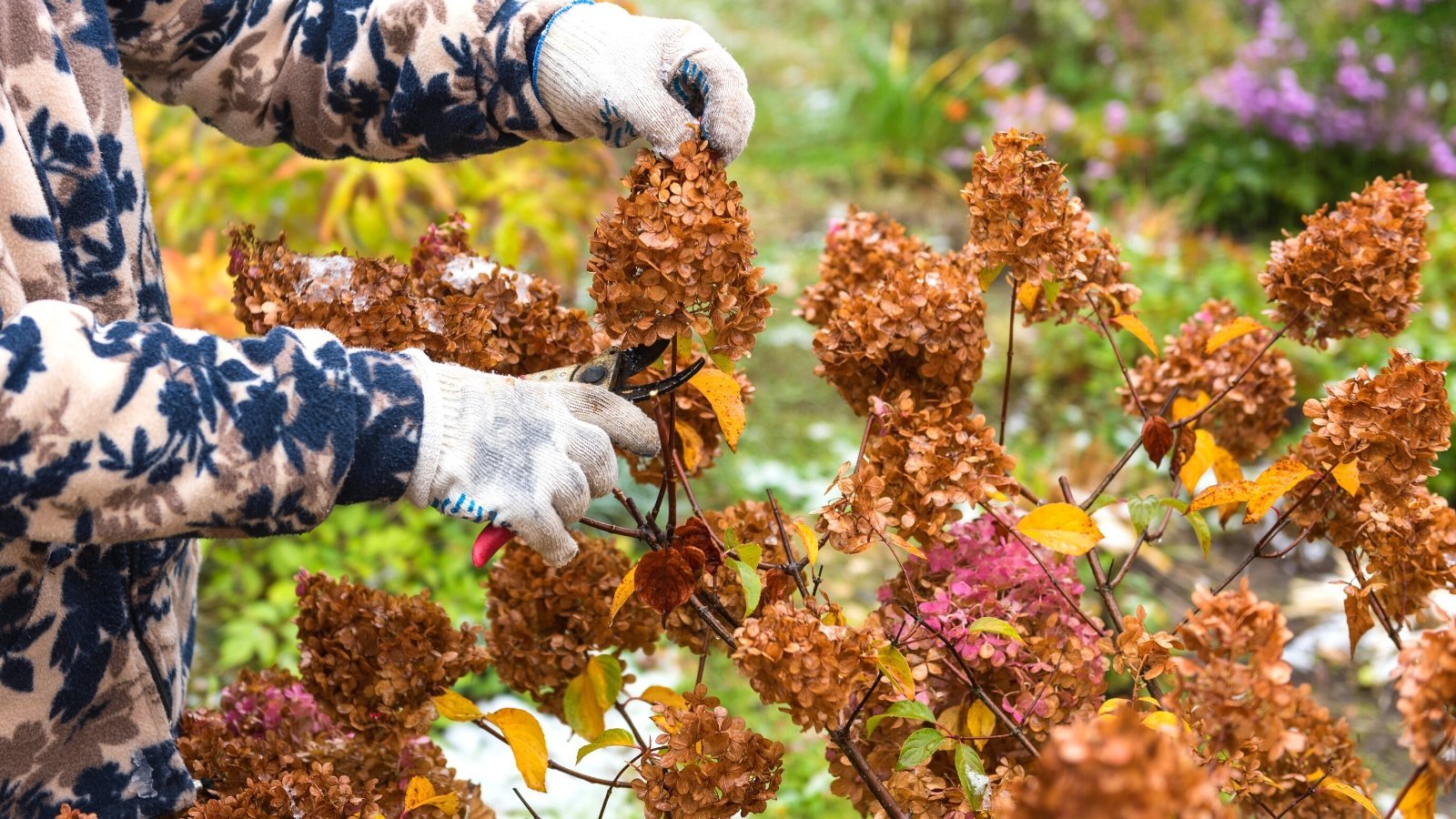 Should you Prune Hydrangeas in the Fall?