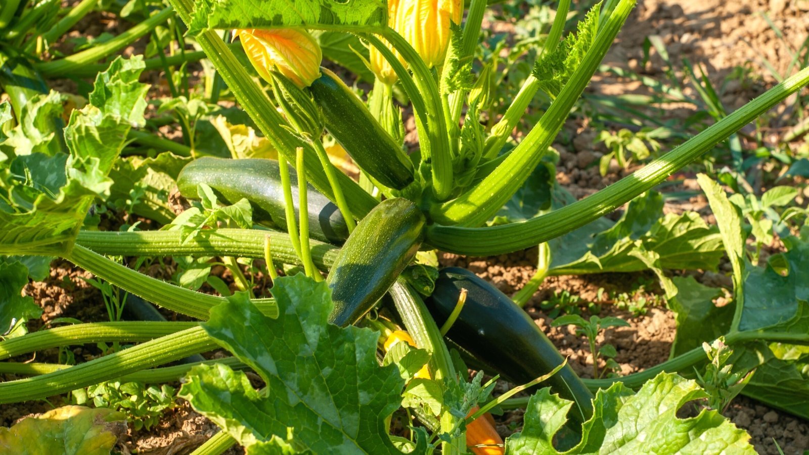 How Fast Does Zucchini Grow?